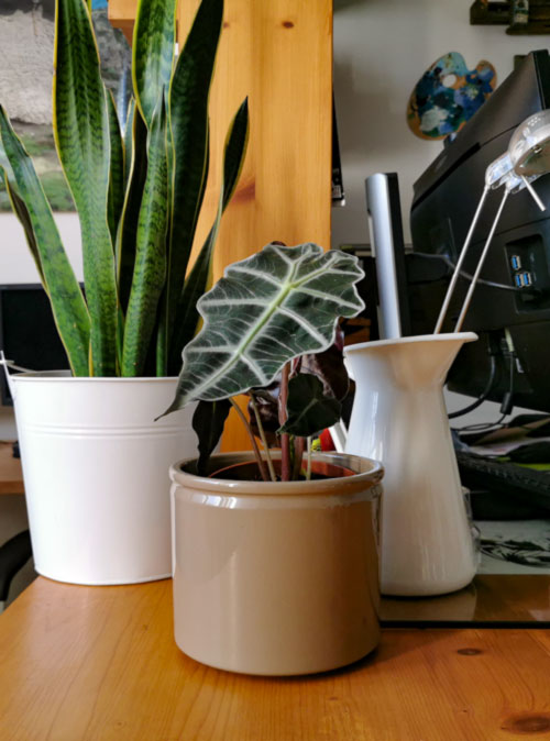 002_pianta-colvin-interni_img_20191105_152329_in-evidenza Alocasia amazonica, chiamata anche Orecchie di elefante