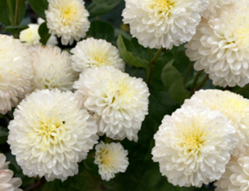 La rivincita dei Chrysanthemum