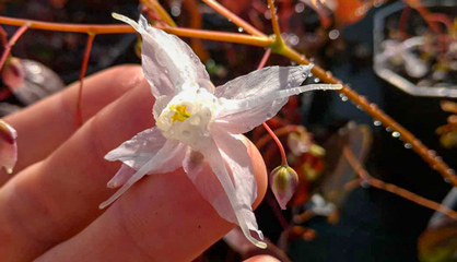 epimedium_arctic_wings epimedium arctic wings vivaio giardini dell indaco