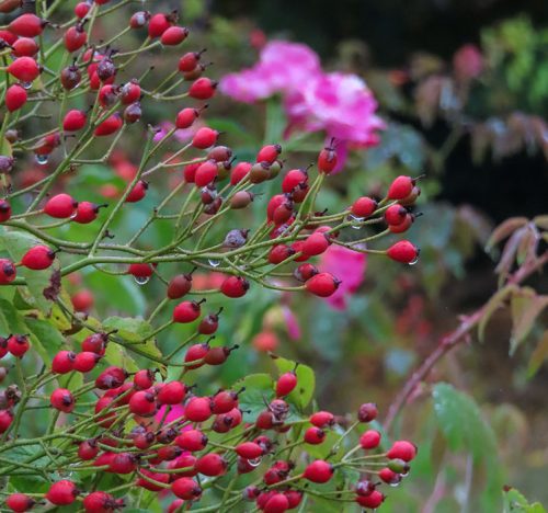 Le magnifiche bacche delle rosse si chiamano cinorrodi - gallery botanica ottobre greenffink