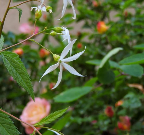 I fiori stellati della Gillenia Trifoliata
