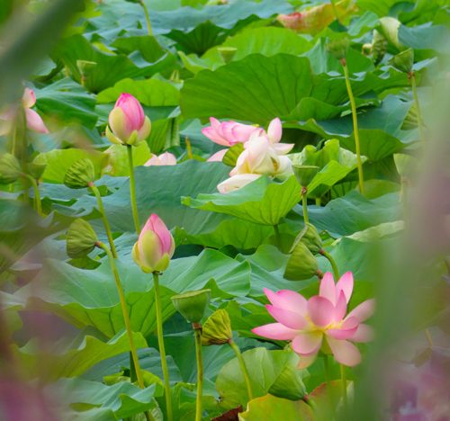 I fiori di loto nel lago di Comabbio