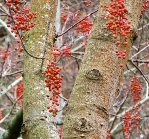 Le bacche dell’Idesia polycarpa, una pianta di medie dimensioni dell’Asia orientale che durante l’inverno si copre di grappoli di bacche