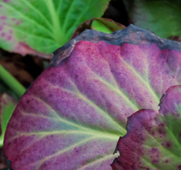 I colori delle foglie della Bergenia durante l’inverno