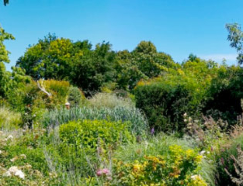 15 piante per colorare il tuo giardino durante l’estate