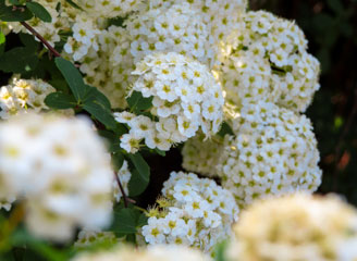 Spiraea x vanhouttei dall'incredibile fioritura che profuma di miele