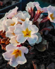 img_20180321_173817 Primula vulgaris 'Drumcliff'