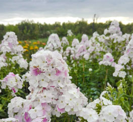 img_20180628_193104_carosello Phlox paniculata 'Cool Water'