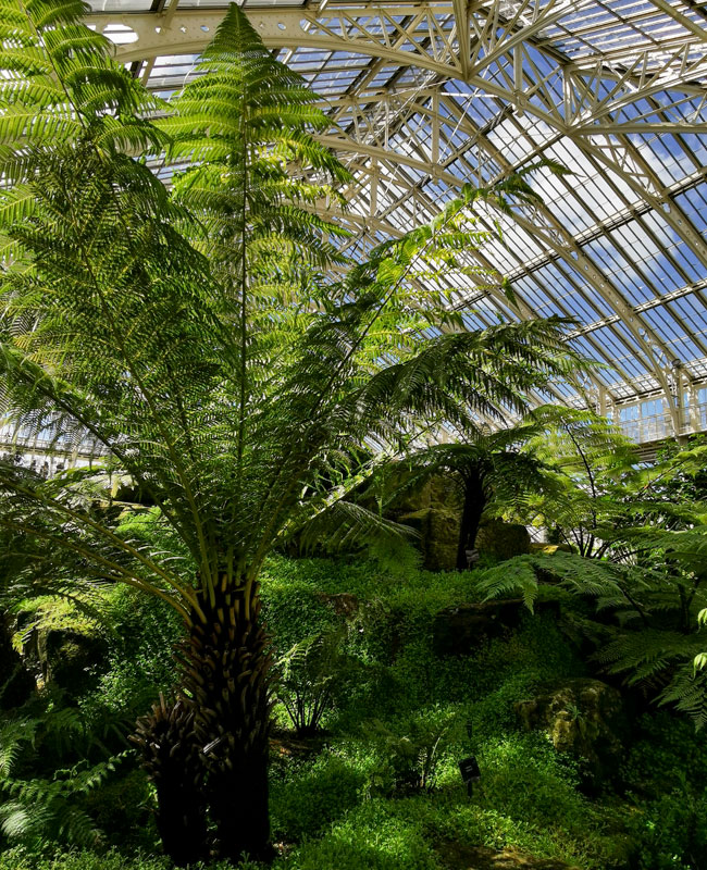 Kew Garden, l'orto botanico più bello al mondo