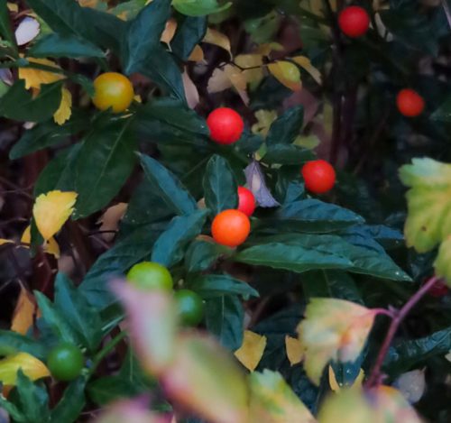 Le bacche di Solanum a dicembre