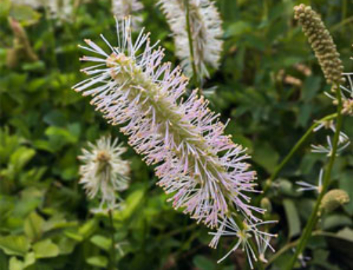 Sanguisorba albiflora per un’estate fiorita