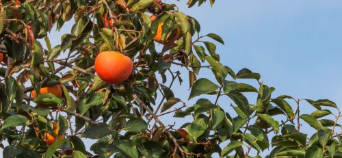 Il Kaki è uno degli alberi da frutto protagonista di questo periodo